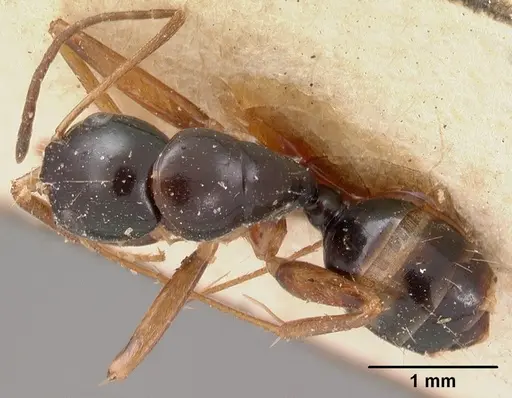 Camponotus maculiventris specimen CASENT0102104 image casent0102104_1