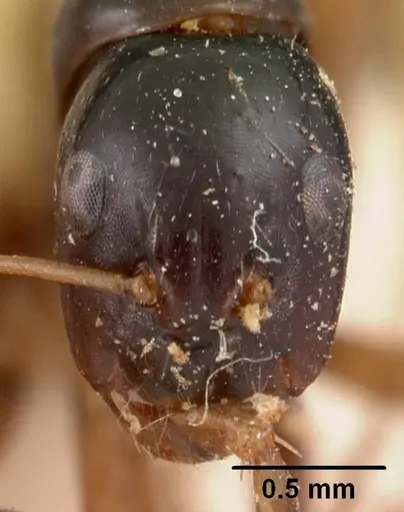 Camponotus maculiventris specimen CASENT0102104 image casent0102104_2