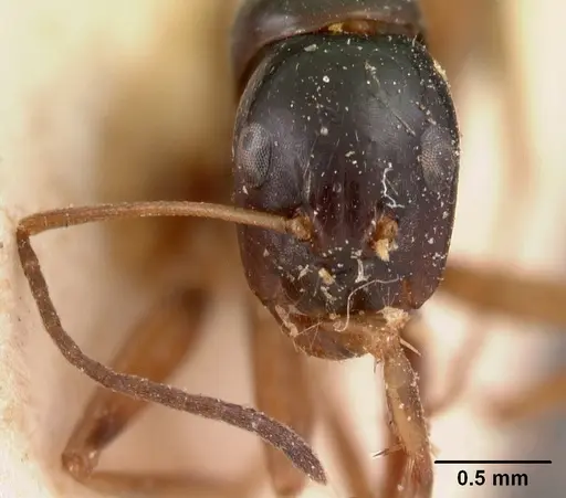 Camponotus maculiventris specimen CASENT0102104 image casent0102104_3