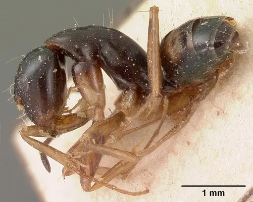 Camponotus maculiventris specimen CASENT0102104 image casent0102104_4