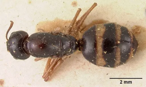 Camponotus maculiventris specimen CASENT0102105 image casent0102105_1