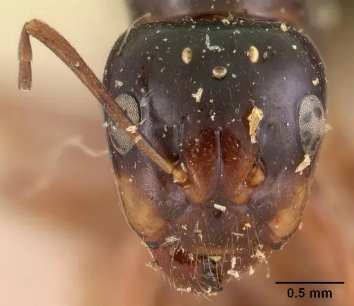 Camponotus maculiventris specimen CASENT0102105 image casent0102105_2
