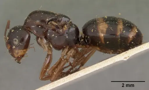 Camponotus maculiventris specimen CASENT0102105 image casent0102105_3