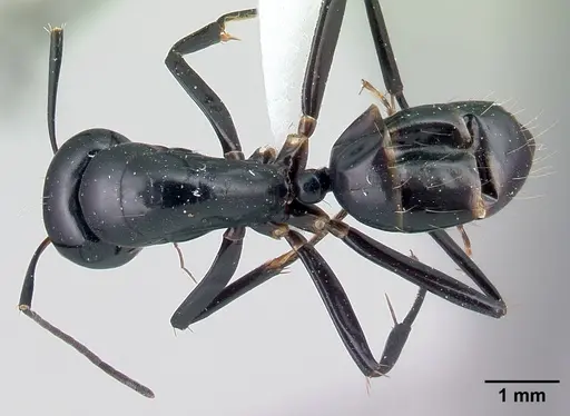 Camponotus maculiventris specimen CASENT0217283 image casent0217283_1