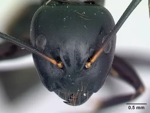 Camponotus maculiventris specimen CASENT0217283 image casent0217283_2