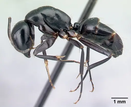 Camponotus maculiventris specimen CASENT0217283 image casent0217283_3