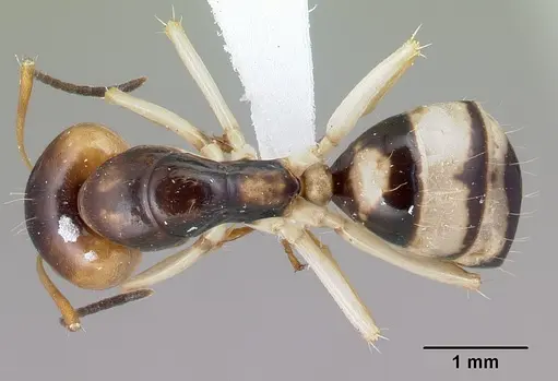 Camponotus maculiventris specimen CASENT0409999 image casent0409999_1