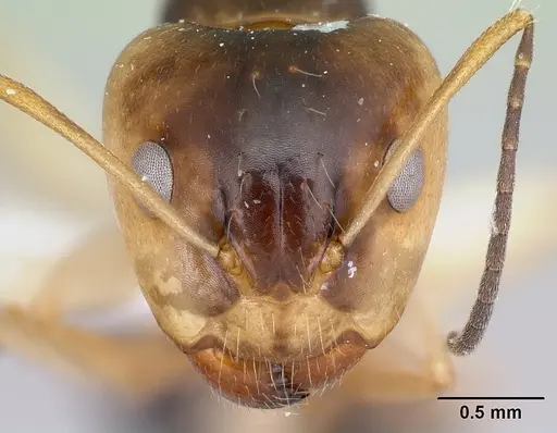 Camponotus maculiventris specimen CASENT0409999 image casent0409999_2
