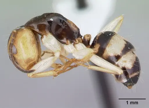 Camponotus maculiventris specimen CASENT0409999 image casent0409999_3