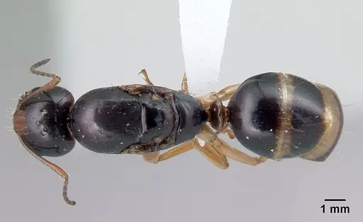 Camponotus maculiventris specimen CASENT0410761 image casent0410761_1