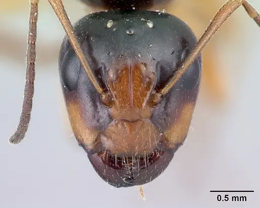 Camponotus maculiventris specimen CASENT0410761 image casent0410761_2