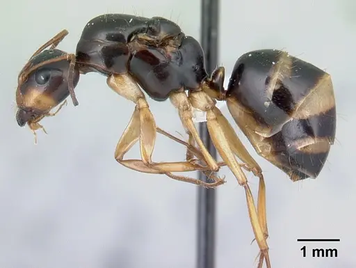 Camponotus maculiventris specimen CASENT0410761 image casent0410761_3