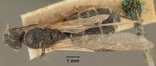 Camponotus madagascarensis specimen CASENT0101207 image casent0101207_1
