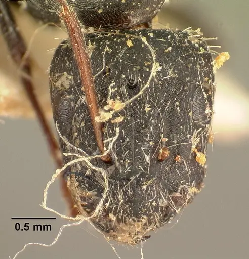 Camponotus madagascarensis specimen CASENT0101207 image casent0101207_2