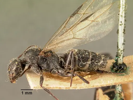 Camponotus madagascarensis specimen CASENT0101207 image casent0101207_3