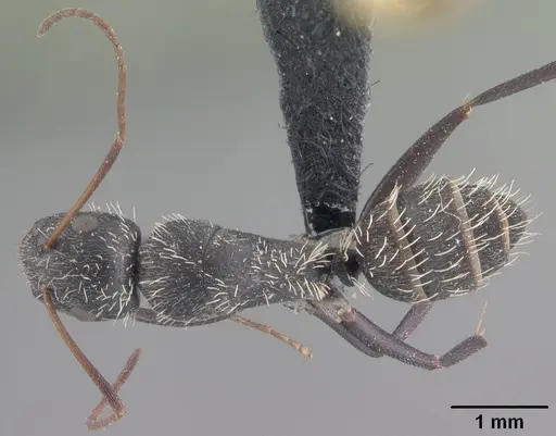 Camponotus madagascarensis specimen CASENT0101383 image casent0101383_1