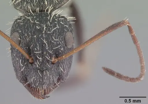 Camponotus madagascarensis specimen CASENT0101383 image casent0101383_2