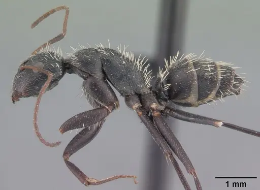 Camponotus madagascarensis specimen CASENT0101383 image casent0101383_3