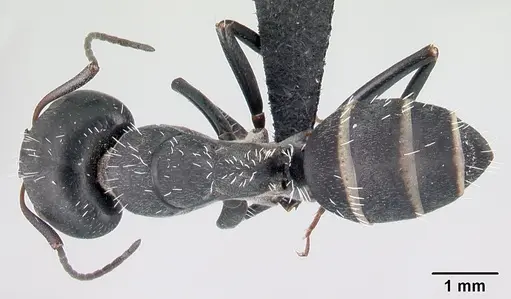 Camponotus madagascarensis specimen CASENT0179458 image casent0179458_1