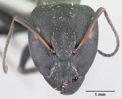 Camponotus madagascarensis specimen CASENT0179458 image casent0179458_2