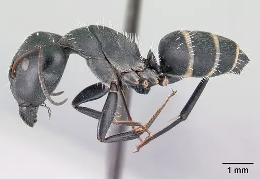 Camponotus madagascarensis specimen CASENT0179458 image casent0179458_3
