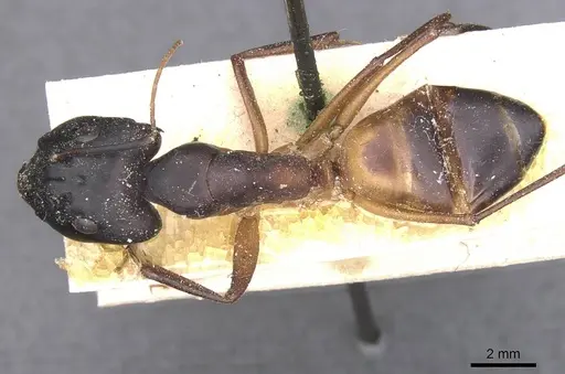 Camponotus magister specimen CASENT0911999 image casent0911999_1