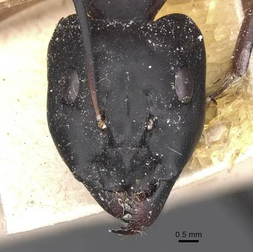Camponotus magister specimen CASENT0911999 image casent0911999_2