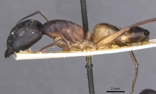 Camponotus magister specimen CASENT0911999 image casent0911999_3