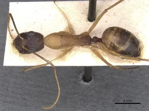 Camponotus magister specimen CASENT0912000 image casent0912000_1