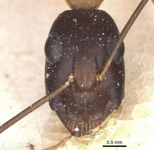 Camponotus magister specimen CASENT0912000 image casent0912000_2