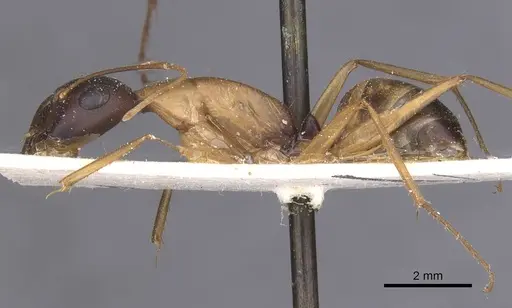 Camponotus magister specimen CASENT0912000 image casent0912000_3