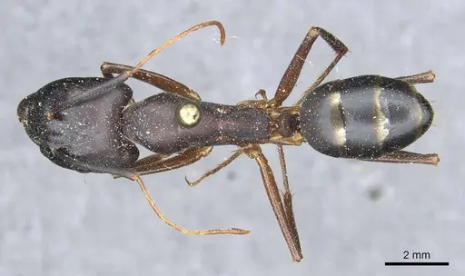 Camponotus magister specimen CASENT0913716 image casent0913716_1