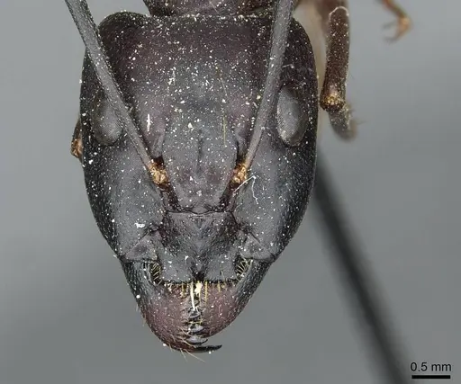 Camponotus magister specimen CASENT0913716 image casent0913716_2