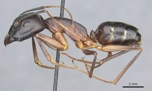 Camponotus magister specimen CASENT0913716 image casent0913716_3