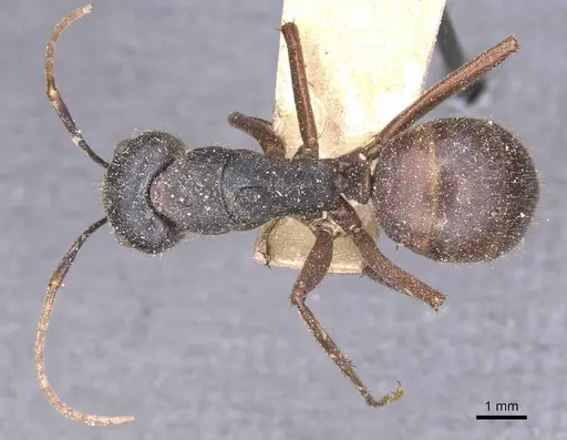 Camponotus maguassa specimen CASENT0912001 image casent0912001_1