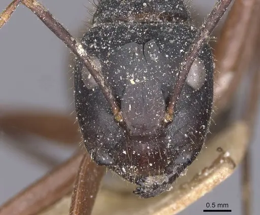 Camponotus maguassa specimen CASENT0912001 image casent0912001_2