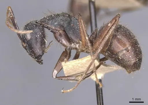 Camponotus maguassa specimen CASENT0912001 image casent0912001_3