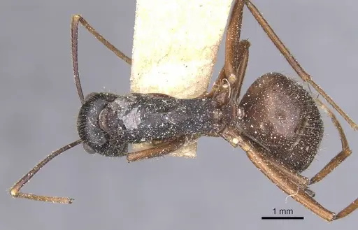 Camponotus maguassa specimen CASENT0912002 image casent0912002_1