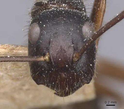 Camponotus maguassa specimen CASENT0912002 image casent0912002_2