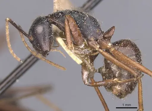Camponotus maguassa specimen CASENT0912002 image casent0912002_3