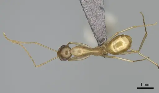 Camponotus mahafaly specimen CASENT0115206 image casent0115206_1
