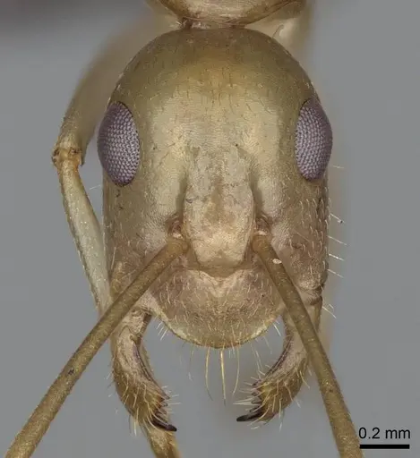 Camponotus mahafaly specimen CASENT0115206 image casent0115206_2