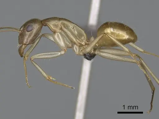 Camponotus mahafaly specimen CASENT0115206 image casent0115206_3