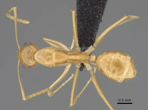 Camponotus mahafaly specimen CASENT0115287 image casent0115287_1