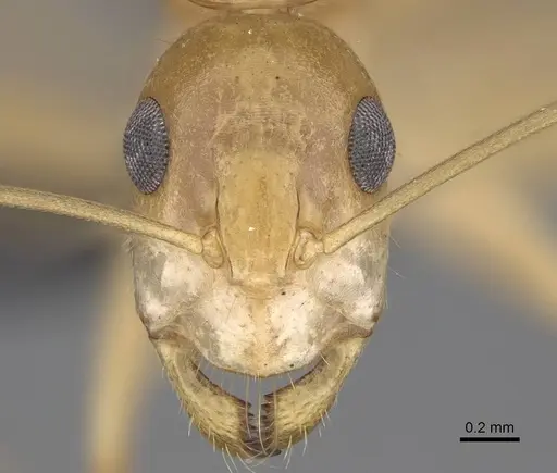 Camponotus mahafaly specimen CASENT0115287 image casent0115287_2