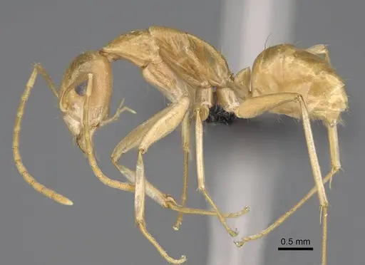 Camponotus mahafaly specimen CASENT0115287 image casent0115287_3