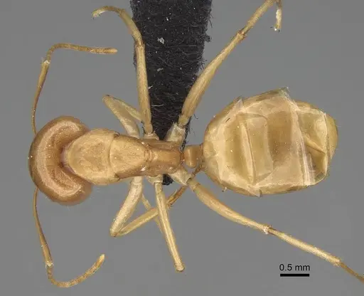 Camponotus mahafaly specimen CASENT0115718 image casent0115718_1