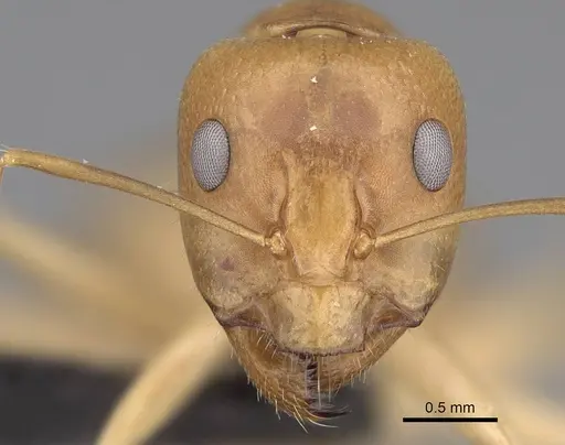 Camponotus mahafaly specimen CASENT0115718 image casent0115718_2