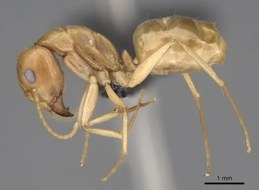 Camponotus mahafaly specimen CASENT0115718 image casent0115718_3