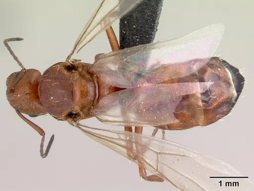 Camponotus maintikibo specimen CASENT0061925 image casent0061925_1